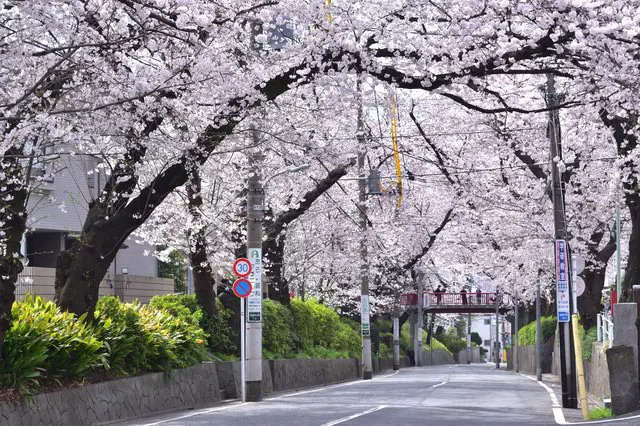 桜のシーズン情報&日本のお花見スポット44選【2022年保存版】