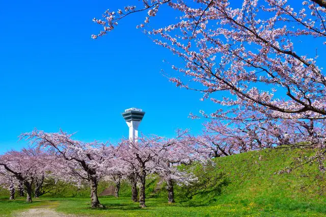 桜のシーズン情報&日本のお花見スポット44選【2022年保存版】