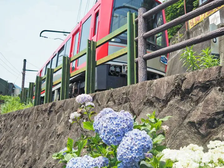 箱根湯本站 繡球花