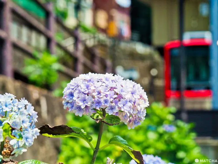 箱根湯本站 繡球花