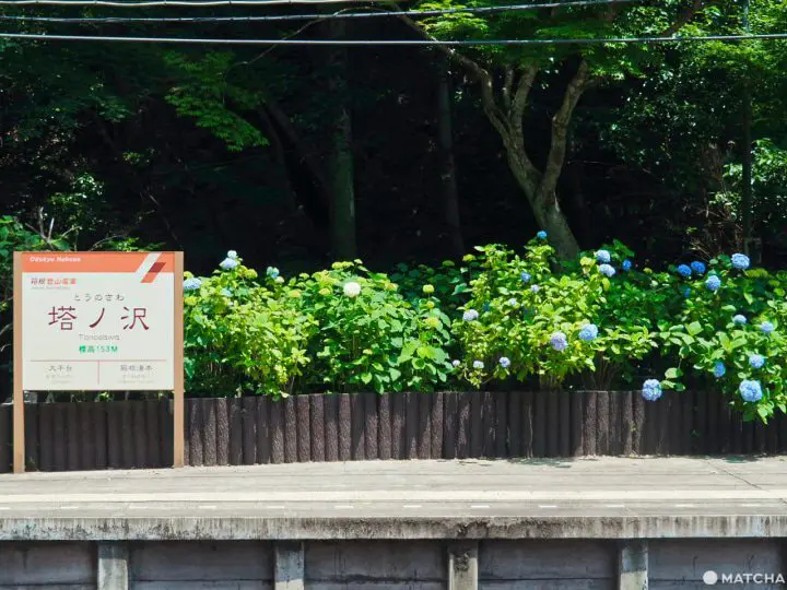 塔之澤站 繡球花