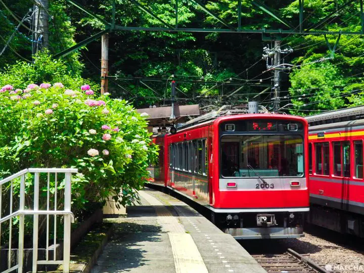 塔之澤站 繡球花