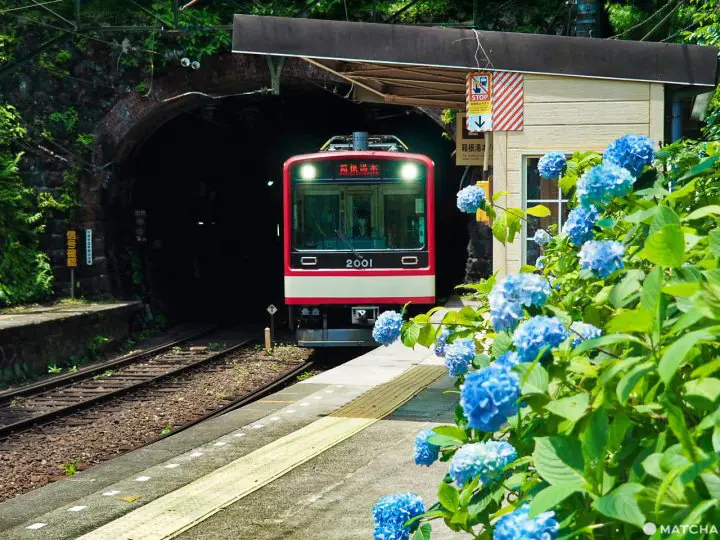塔之澤站 繡球花