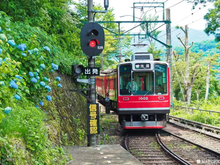 宮之下站 繡球花