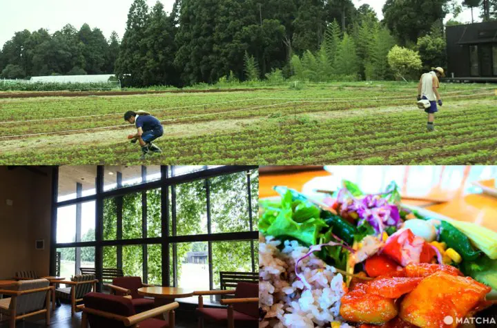 東京 農場