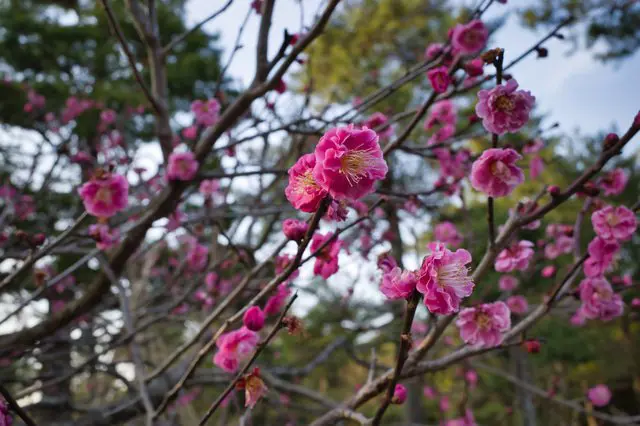 Japón y sus flores de cerezos: tips y lugares para ver sakura