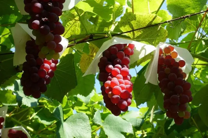Hokkaido Fall Food Guide: Must-Try Seafood, Fruit, Vegetables, and More!