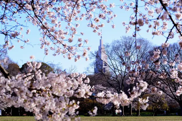 東京のお花見スポット19選&桜の見ごろ情報(2022年版)