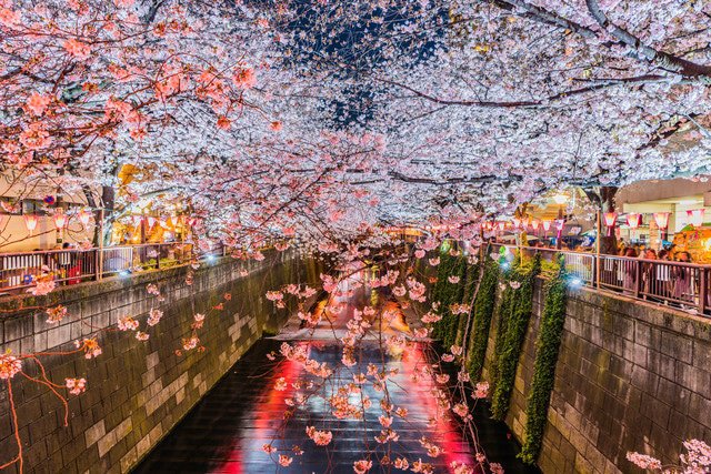 東京のお花見スポット19選 桜の見ごろ情報 22年版 Matcha 訪日外国人観光客向けwebマガジン