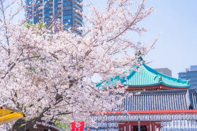 東京のお花見スポット19選&桜の見ごろ情報(2022年版)