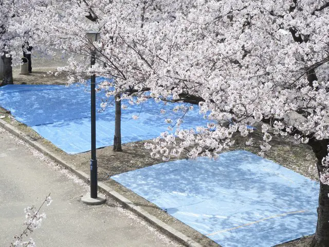 東京のお花見スポット19選&桜の見ごろ情報(2022年版)