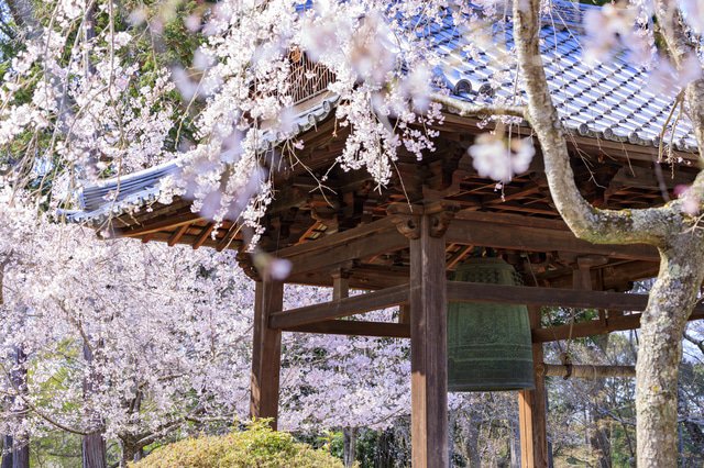 日本の桜風景 関西地方のお花見スポット10選 22年版 Matcha 訪日外国人観光客向けwebマガジン 日本の桜風景 関西地方のお花見スポット10選 22年版 Matcha 訪日外国人観光客向けwebマガジン