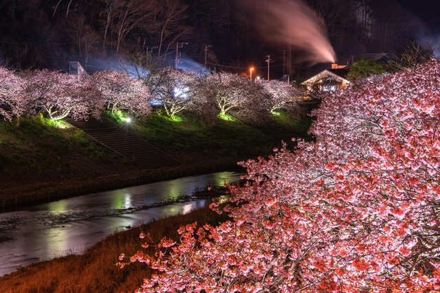 富士山 温泉と見る 関東近郊のお花見スポット7選 22年版 Matcha 訪日外国人観光客向けwebマガジン