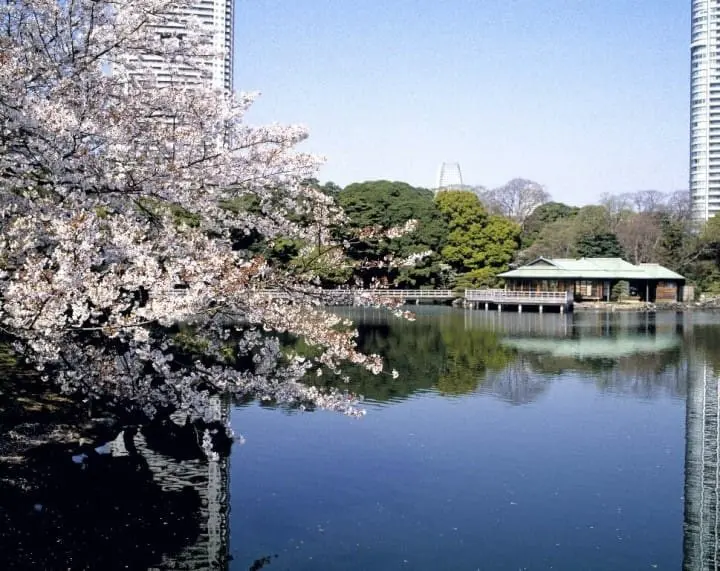 东京的樱花景点20选 & 看点资讯(2020版)