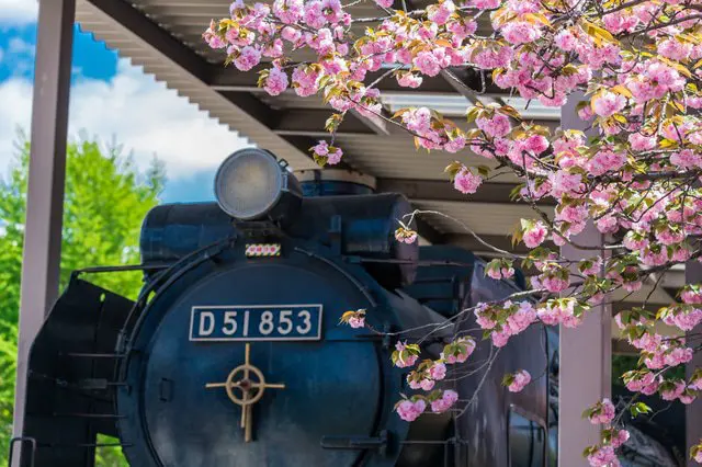 东京的樱花景点20选 & 看点资讯(2020版)