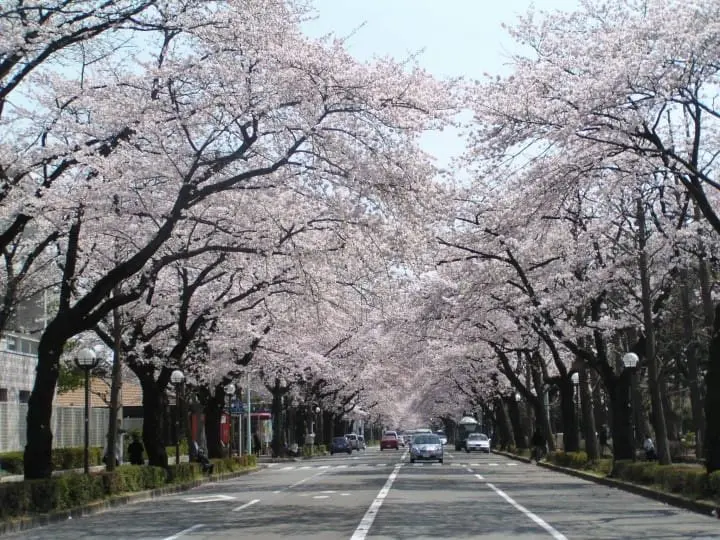 20 increíbles lugares para avistar flores de cerezo e información sobre el hanami