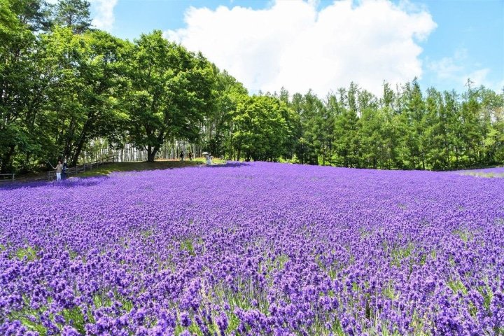 Hokkaido’s Lavender Fields: Farm Tomita Highlights, Sweets, and Tips