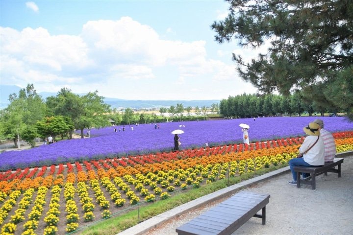 Hokkaido’s Lavender Fields: Farm Tomita Highlights, Sweets, and Tips