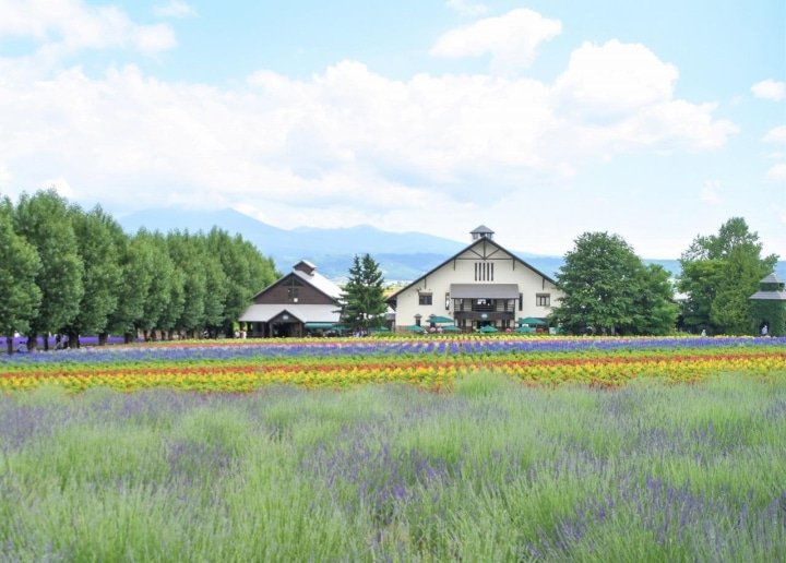 Hokkaido’s Lavender Fields: Farm Tomita Highlights, Sweets, and Tips