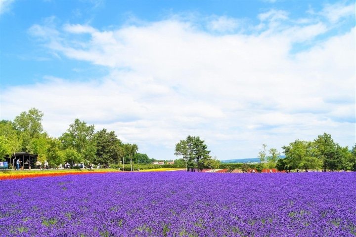 Hokkaido’s Lavender Fields: Farm Tomita Highlights, Sweets, and Tips