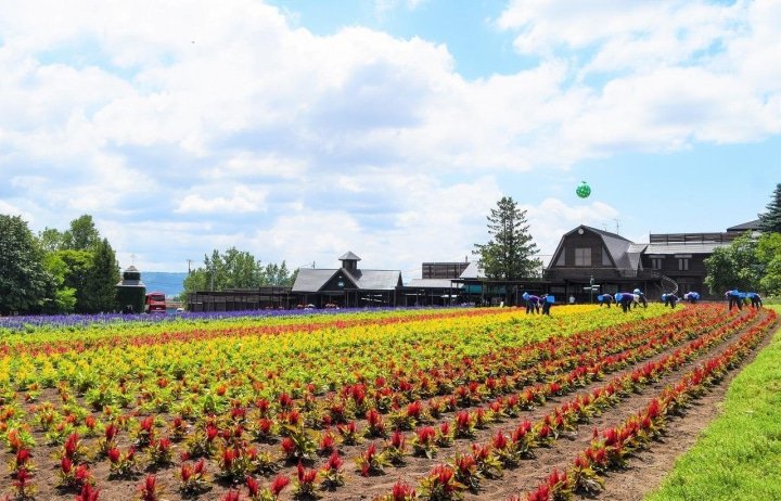 Hokkaido’s Lavender Fields: Farm Tomita Highlights, Sweets, and Tips