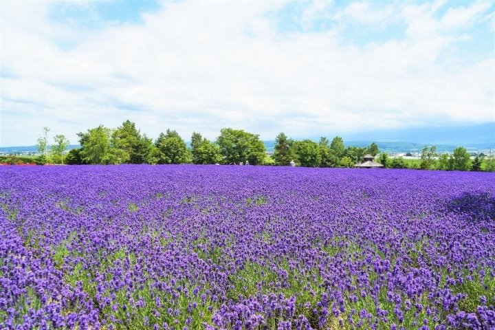 Hokkaido’s Lavender Fields: Farm Tomita Highlights, Sweets, and Tips
