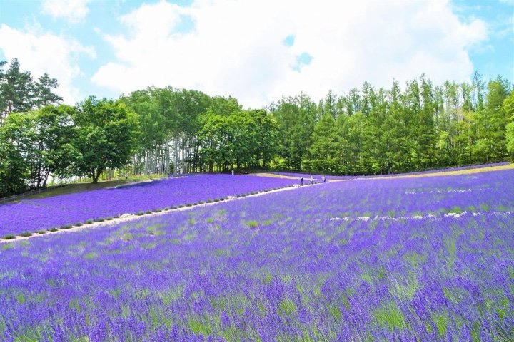 Hokkaido’s Lavender Fields: Farm Tomita Highlights, Sweets, and Tips