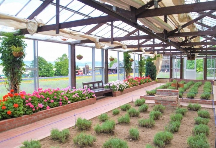 Hokkaido’s Lavender Fields: Farm Tomita Highlights, Sweets, and Tips