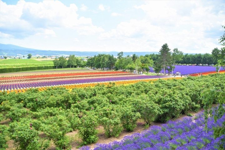 Hokkaido’s Lavender Fields: Farm Tomita Highlights, Sweets, and Tips