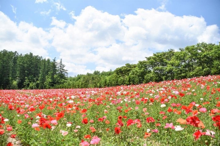 Hokkaido’s Lavender Fields: Farm Tomita Highlights, Sweets, and Tips