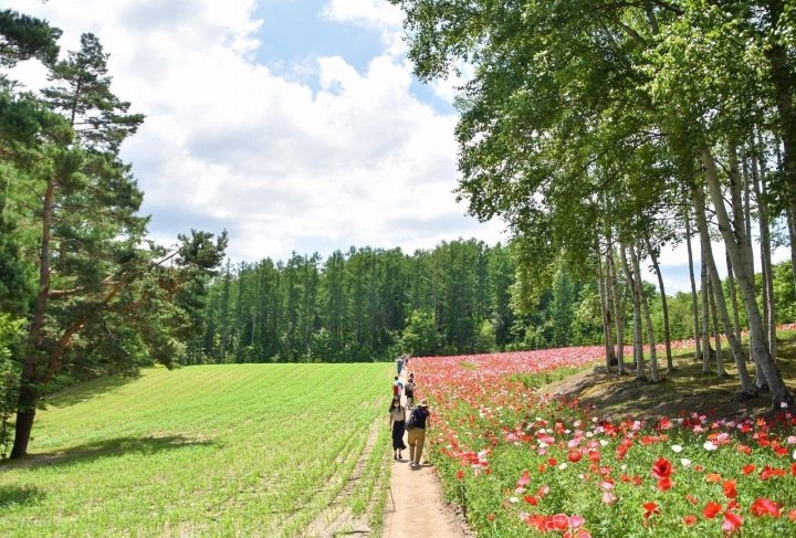 Hokkaido’s Lavender Fields: Farm Tomita Highlights, Sweets, and Tips