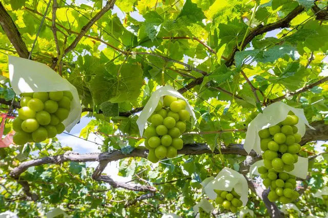 シャインマスカット