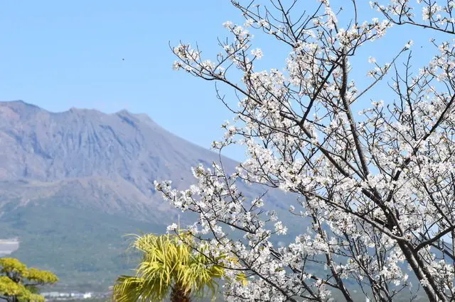 Japan's Cherry Blossoms
