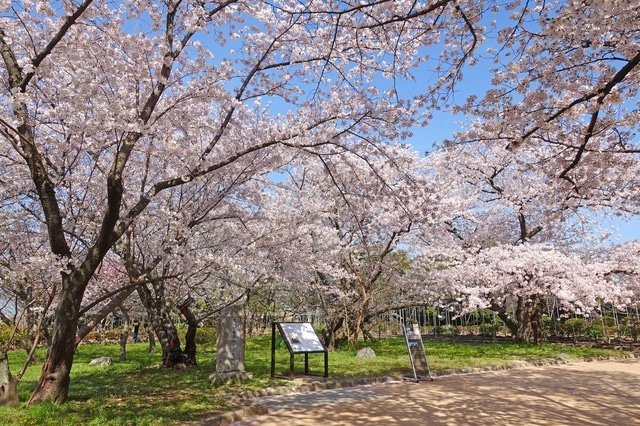 22年 櫻花前線 日本各地開花預測大公開 Matcha 日本線上旅遊觀光雜誌