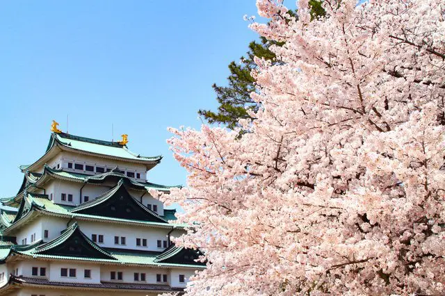 Japan's Cherry Blossoms