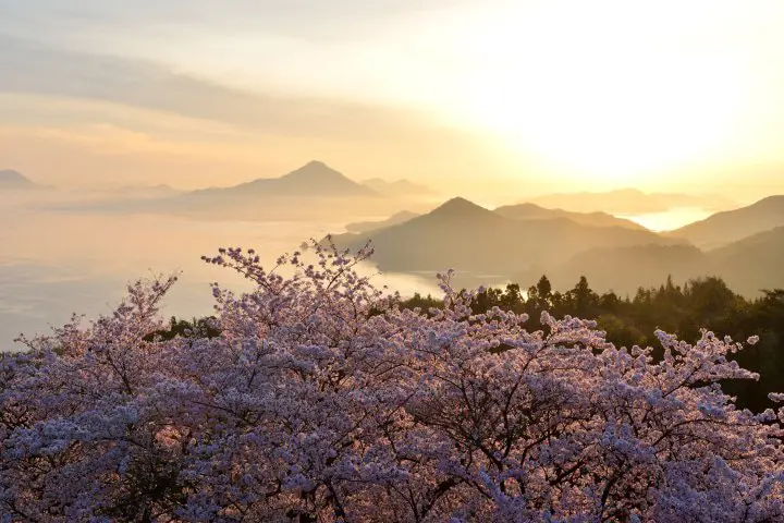 13 Top Cherry Blossom Spots Near Hiroshima, Tottori, And Shikoku