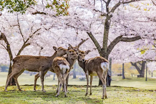 12 Great Kansai Cherry Blossom Viewing Spots: Kyoto, Osaka, Nara, And More