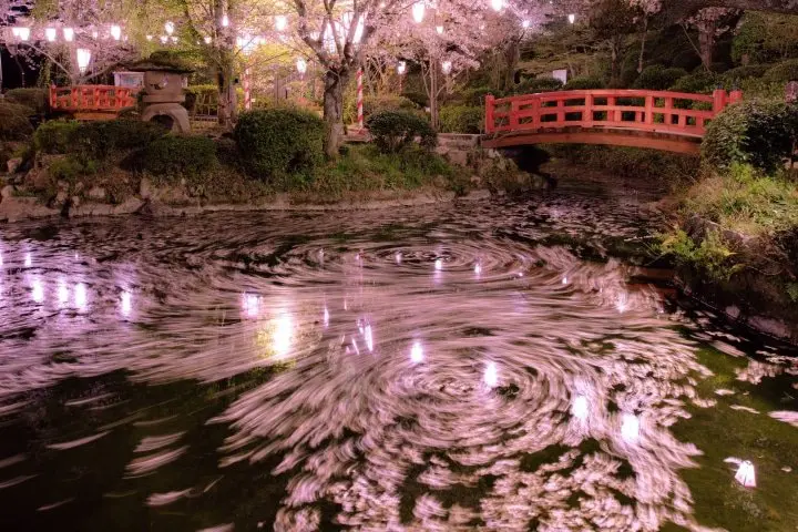 13 Top Cherry Blossom Spots Near Hiroshima, Tottori, And Shikoku