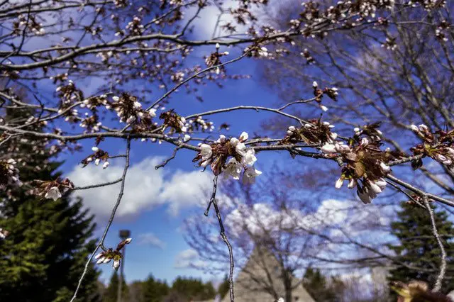 【北海道】倘佯於遼原廣闊的大自然中賞櫻景點7選