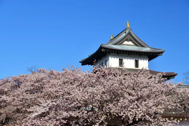 【北海道】倘佯於遼原廣闊的大自然中賞櫻景點7選