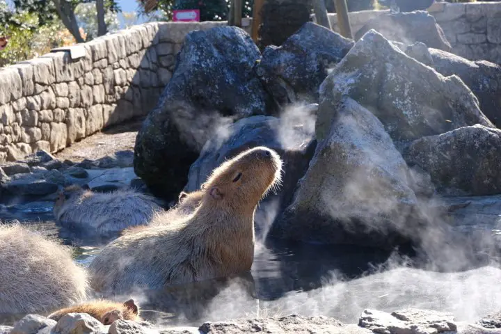 Unseen Ito - เที่ยวเมืองอิโต้แบบ 360 องศากับคาปิบาระผู้น่ารักและวิวฟูจิลับๆ ที่คนยังไม่ค่อยรู้จัก【One Day Trip】