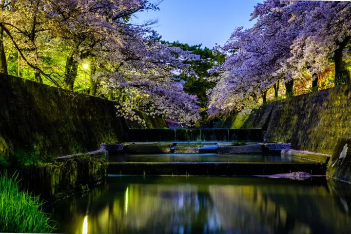 12 Great Kansai Cherry Blossom Viewing Spots: Kyoto, Osaka, Nara, And More