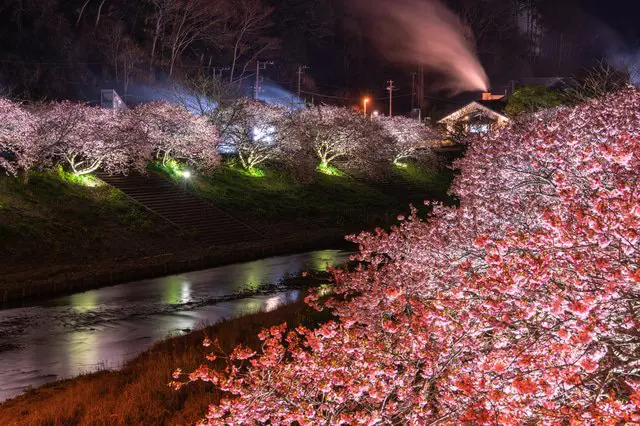 觀賞夜櫻就到這裡！夢幻般的櫻花點燈活動12選