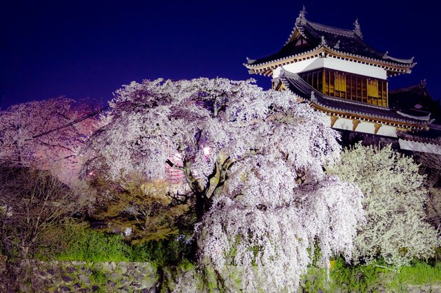夜桜を見よう 全国のお花見ライトアップ12選 Matcha 訪日外国人観光客向けwebマガジン
