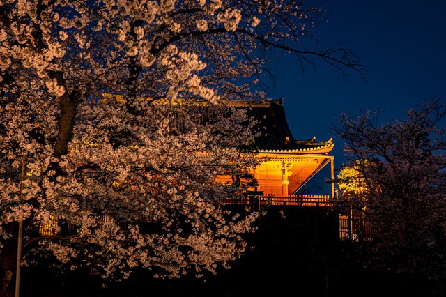 夜桜を見よう 全国のお花見ライトアップ12選 Matcha 訪日外国人観光客向けwebマガジン