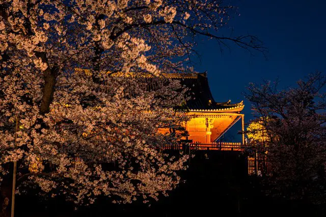 觀賞夜櫻就到這裡！夢幻般的櫻花點燈活動12選