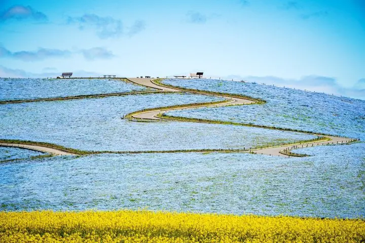 Nemophila