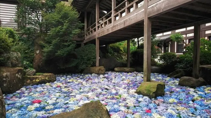 Amabiki Kannon Hydrangea