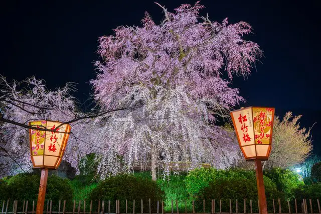 日本櫻花季節資訊 & 賞櫻景點 44選2021年版