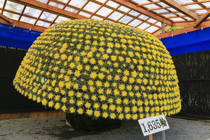 お城・桜・温泉・お祭り! 福島・二本松で「美しい日本」に出会う旅へ
